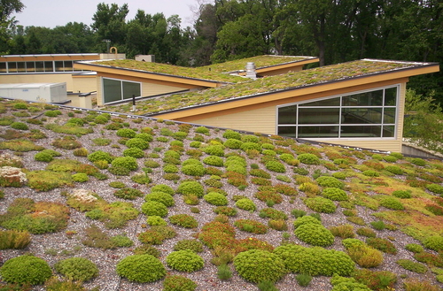 Flickr - Green roof