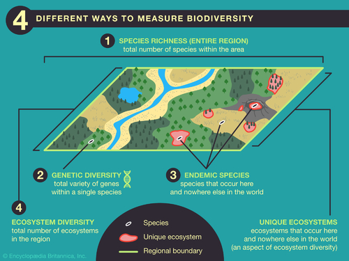 how to measure biodiversity.jpeg