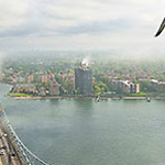 A peregrine falcon soars above New York City's Verrazano-Narrows Bridge. MTA/Patric Cashin