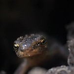 kleine_watersalamander (720p).mp4