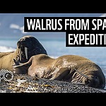 Walrus from Space – An Arctic Expedition by WWF & British Antarctic Survey | WWF