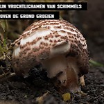 paddenstoelen (720p).mp4